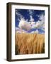 View of Wheat Field, Palouse, Washington State, USA-Stuart Westmorland-Framed Photographic Print