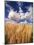 View of Wheat Field, Palouse, Washington State, USA-Stuart Westmorland-Mounted Photographic Print