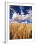 View of Wheat Field, Palouse, Washington State, USA-Stuart Westmorland-Framed Photographic Print