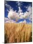 View of Wheat Field, Palouse, Washington State, USA-Stuart Westmorland-Mounted Photographic Print