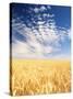 View of Wheat Field, Palouse, Washington State, USA-Stuart Westmorland-Stretched Canvas