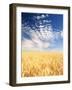 View of Wheat Field, Palouse, Washington State, USA-Stuart Westmorland-Framed Photographic Print