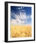 View of Wheat Field, Palouse, Washington State, USA-Stuart Westmorland-Framed Photographic Print