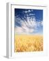 View of Wheat Field, Palouse, Washington State, USA-Stuart Westmorland-Framed Photographic Print