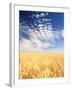 View of Wheat Field, Palouse, Washington State, USA-Stuart Westmorland-Framed Photographic Print