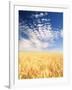 View of Wheat Field, Palouse, Washington State, USA-Stuart Westmorland-Framed Photographic Print