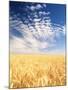 View of Wheat Field, Palouse, Washington State, USA-Stuart Westmorland-Mounted Photographic Print