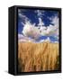 View of Wheat Field, Palouse, Washington State, USA-Stuart Westmorland-Framed Stretched Canvas