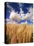 View of Wheat Field, Palouse, Washington State, USA-Stuart Westmorland-Stretched Canvas