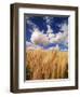 View of Wheat Field, Palouse, Washington State, USA-Stuart Westmorland-Framed Photographic Print