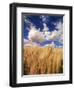 View of Wheat Field, Palouse, Washington State, USA-Stuart Westmorland-Framed Photographic Print