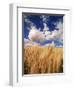 View of Wheat Field, Palouse, Washington State, USA-Stuart Westmorland-Framed Photographic Print