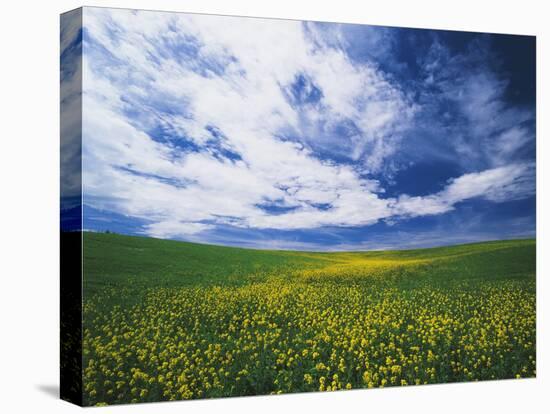 View of Wild Mustard Flowers Field, Washington, USA-Adam Jones-Stretched Canvas