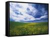 View of Wild Mustard Flowers Field, Washington, USA-Adam Jones-Framed Stretched Canvas