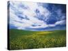 View of Wild Mustard Flowers Field, Washington, USA-Adam Jones-Stretched Canvas