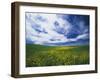 View of Wild Mustard Flowers Field, Washington, USA-Adam Jones-Framed Premium Photographic Print