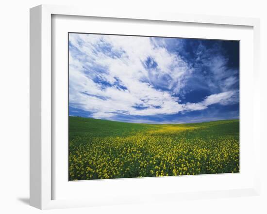 View of Wild Mustard Flowers Field, Washington, USA-Adam Jones-Framed Premium Photographic Print