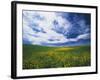 View of Wild Mustard Flowers Field, Washington, USA-Adam Jones-Framed Photographic Print