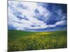 View of Wild Mustard Flowers Field, Washington, USA-Adam Jones-Mounted Photographic Print