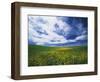 View of Wild Mustard Flowers Field, Washington, USA-Adam Jones-Framed Photographic Print