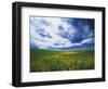 View of Wild Mustard Flowers Field, Washington, USA-Adam Jones-Framed Photographic Print