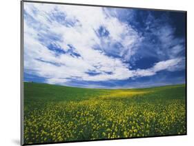 View of Wild Mustard Flowers Field, Washington, USA-Adam Jones-Mounted Photographic Print