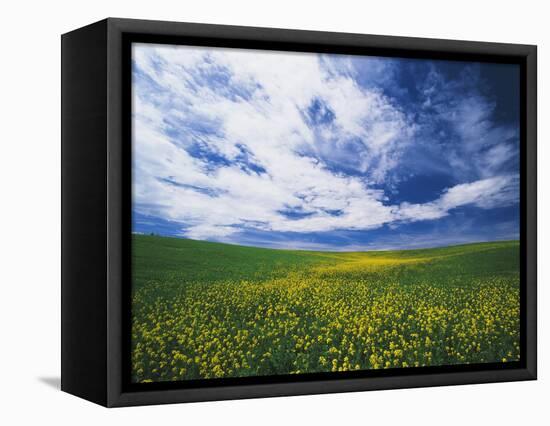 View of Wild Mustard Flowers Field, Washington, USA-Adam Jones-Framed Stretched Canvas