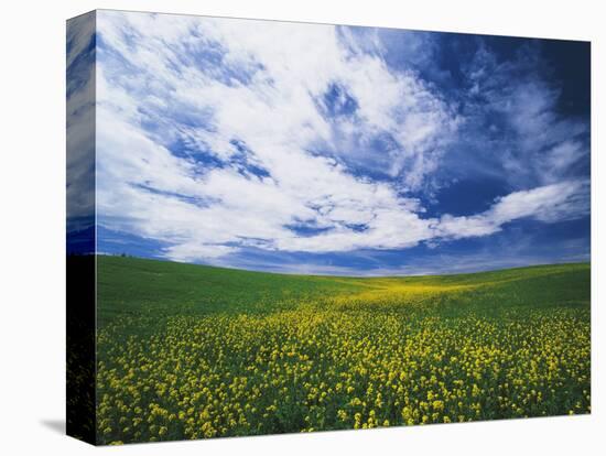 View of Wild Mustard Flowers Field, Washington, USA-Adam Jones-Stretched Canvas