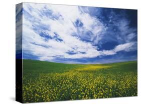 View of Wild Mustard Flowers Field, Washington, USA-Adam Jones-Stretched Canvas