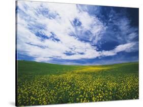 View of Wild Mustard Flowers Field, Washington, USA-Adam Jones-Stretched Canvas