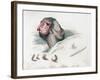 View of Wound in Skull after Trephination and Removal of Shattered Bone Piece at Bottom Left, 1821-Thomas Landseer-Framed Giclee Print