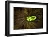 View Out Of Hollow Tree In Mixed Deciduous Woodland, Peak District National Park, Cheshire-Alex Hyde-Framed Photographic Print