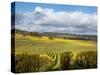 View over Autumn Vines at Denbies Vineyard, Near Dorking, Surrey, England, United Kingdom, Europe-John Miller-Stretched Canvas