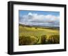 View over Autumn Vines at Denbies Vineyard, Near Dorking, Surrey, England, United Kingdom, Europe-John Miller-Framed Photographic Print