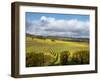 View over Autumn Vines at Denbies Vineyard, Near Dorking, Surrey, England, United Kingdom, Europe-John Miller-Framed Photographic Print