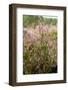 View over Dutch Pink Erica Heath-Sandra van der Steen-Framed Photographic Print