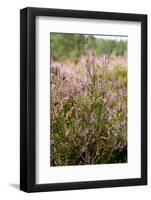 View over Dutch Pink Erica Heath-Sandra van der Steen-Framed Photographic Print