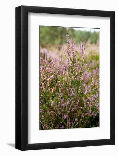 View over Dutch Pink Erica Heath-Sandra van der Steen-Framed Photographic Print