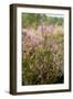 View over Dutch Pink Erica Heath-Sandra van der Steen-Framed Photographic Print