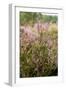 View over Dutch Pink Erica Heath-Sandra van der Steen-Framed Photographic Print