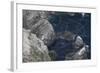 View over Gannet Colony (Morus Bassanus) with Flight Trails of Birds in Flight, Shetland, Scotland-Peter Cairns-Framed Photographic Print