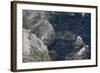 View over Gannet Colony (Morus Bassanus) with Flight Trails of Birds in Flight, Shetland, Scotland-Peter Cairns-Framed Photographic Print