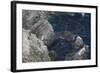 View over Gannet Colony (Morus Bassanus) with Flight Trails of Birds in Flight, Shetland, Scotland-Peter Cairns-Framed Photographic Print