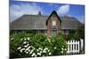 View over Garden Gate and Hedge with Flowering Oxeye Daisies-Uwe Steffens-Mounted Photographic Print