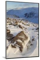 View over Glen Avon to Beinn Mheadhoin in Winter, Cairngorms National Park, Scotland, December-Mark Hamblin-Mounted Photographic Print