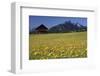 View over meadows towards the Grosse Arnspitze, Bavaria, Germany-null-Framed Art Print