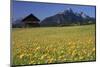 View over meadows towards the Grosse Arnspitze, Bavaria, Germany-null-Mounted Art Print