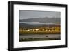 View over Molinos, Salta Province, Argentina, South America-Yadid Levy-Framed Photographic Print