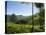 View over Tea Plantations, Near Munnar, Kerala, India, Asia-Stuart Black-Stretched Canvas