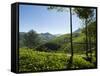 View over Tea Plantations, Near Munnar, Kerala, India, Asia-Stuart Black-Framed Stretched Canvas